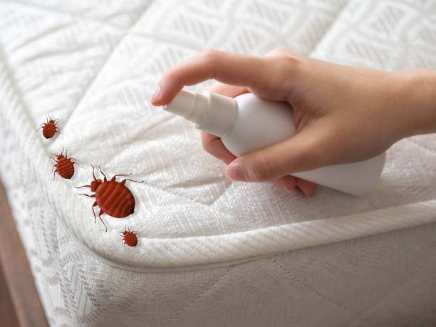 Best Spider Control Near Me  in Grasonville, MD