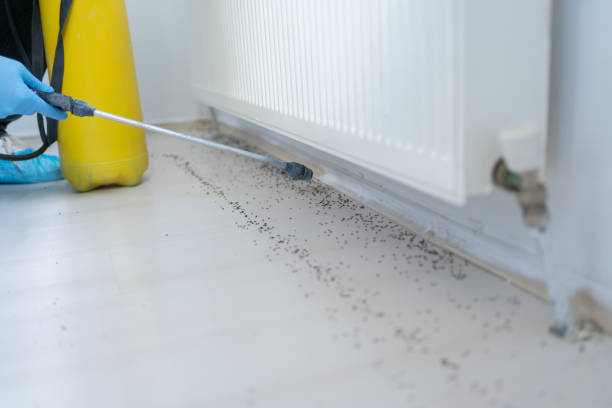 Best Flea Control Services  in Grasonville, MD