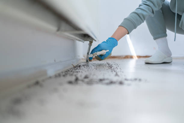 Best Insect Control  in Grasonville, MD